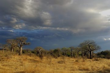 Ruaha145_TAN0380