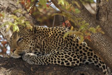 Ruaha905_5WG0164