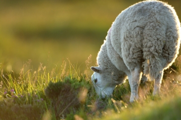 Ecosse-13_0291__AMA1838