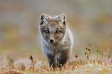 Jeune renard polaire en été