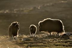 Boeufs musqués