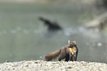 Val-Loire_04409_CLN7043