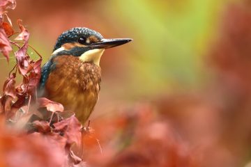 Val-Loire_04862_KIR4209