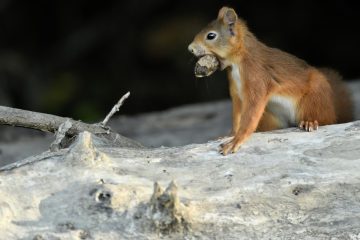Val-Loire_04900_BLQ2267