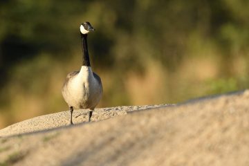 Val-Loire_05002_RRS9692