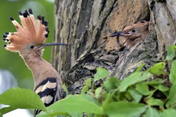 Val-Loire_08593_BMN2823