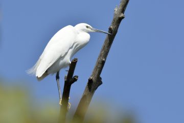 Val-Loire_2441_FRE6329