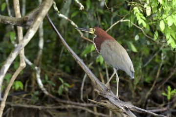 Pantanal-2018_0100_BOF4237