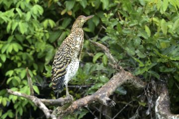 Pantanal-2018_0101_BOF4242