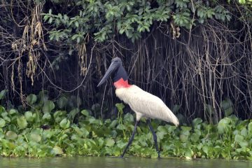 Pantanal-2018_0125_BOF4304