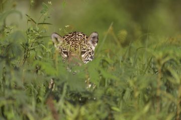 Pantanal-2018_0191_BOF4628