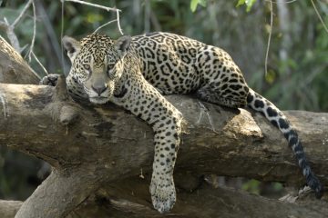 Pantanal-2018_0232_BOF4832