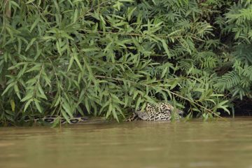 Pantanal-2018_0269_BOF5139