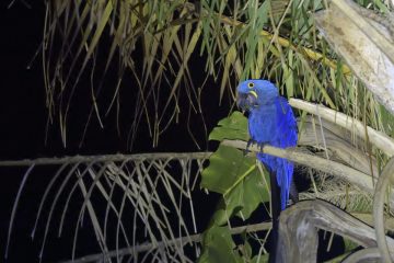 Pantanal-2018_0382_BOF5628