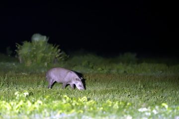 Pantanal-2018_0409_BOF5901