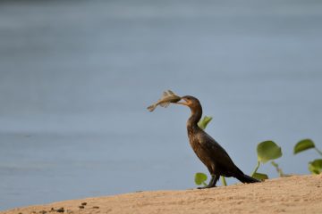 Pantanal-2018_0417_LVZ5884