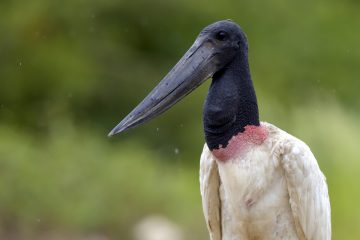 Pantanal-2018_0497_BLM6363