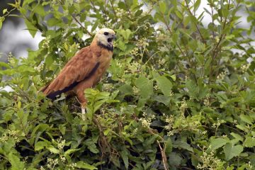 Pantanal-2018_0503_BLM6408