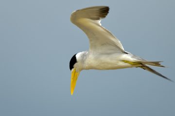 Pantanal-2018_0517_BLM7706