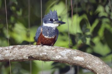 Pantanal-2018_0519_BLM7736