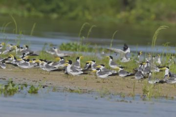 Pantanal-2018_0520_BLM6530