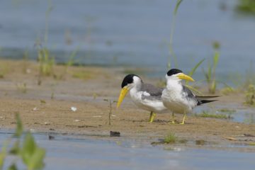 Pantanal-2018_0522_BLM6544