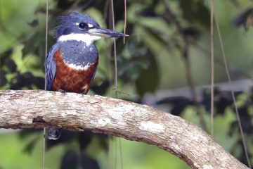 Pantanal-2018_0524_BLM7765