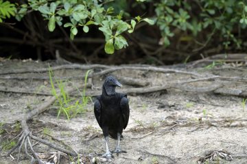 Pantanal-2018_0528_BLM6584