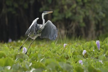 Pantanal-2018_0535_BLM6605