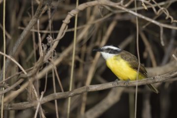 Pantanal-2018_0552_BLM6765