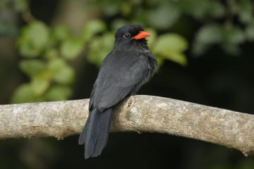 Pantanal-2018_0583_BLM8192