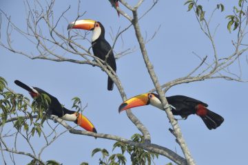 Pantanal-2018_0601_BLM8268