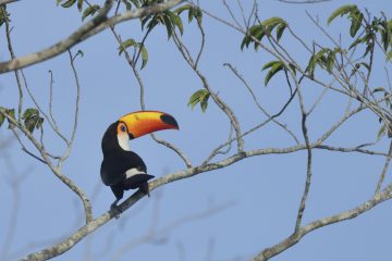 Pantanal-2018_0604_BLM8274