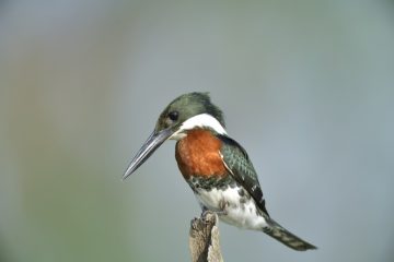 Pantanal-2018_0610_BLM8378