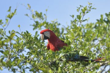 Pantanal-2018_0616_BLM8460