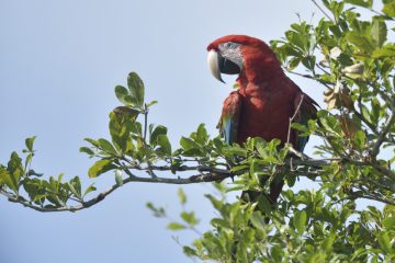 Pantanal-2018_0622_BLM8476