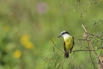 Pantanal-2018_0630_BLM8506