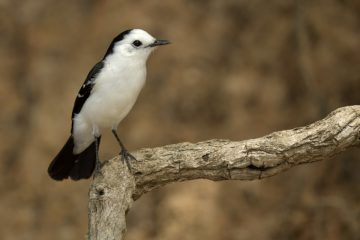 Pantanal-2018_0631_BLM7397