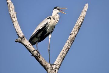 Pantanal-2018_0647_BLM8557