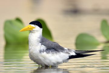 Pantanal-2018_0651_BLM7525