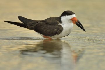 Pantanal-2018_0652_BLM7531