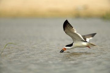 Pantanal-2018_0657_BLM7599