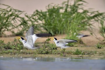 Pantanal-2018_0663_BLM7620