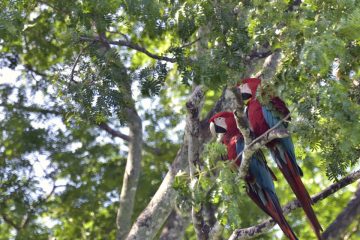 Pantanal-2018_0684_BLM8448