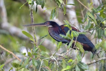 Pantanal-2018_0706_SAN8897