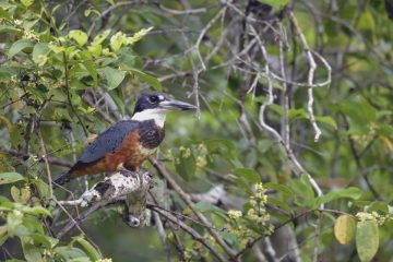 Pantanal-2018_0771_SAN9029