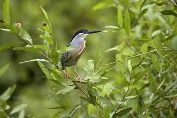 Pantanal-2018_0811_SAN9165