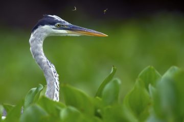 Pantanal-2018_0814_SAN9173