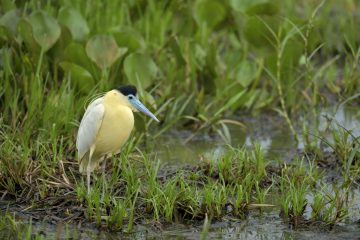 Pantanal-2018_0822_SAN9209