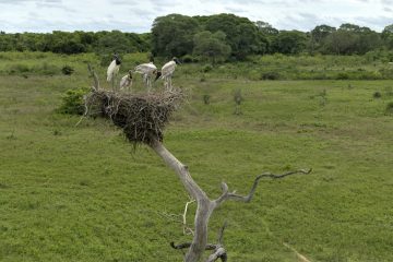 Pantanal-2018_0835_SAN9258
